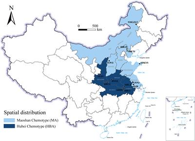 Authenticating the geographic origins of Atractylodes lancea rhizome chemotypes in China through metabolite marker identification